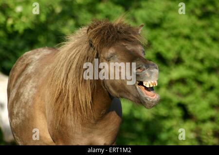 klaffende shetty Stockfoto