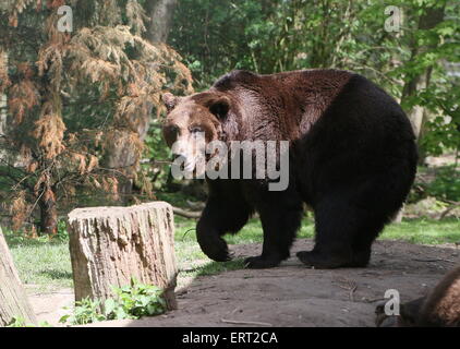 Nahaufnahme von einem männlichen eurasischen Braunbären in Ouwehands Rhenen Zoo, Niederlande Stockfoto