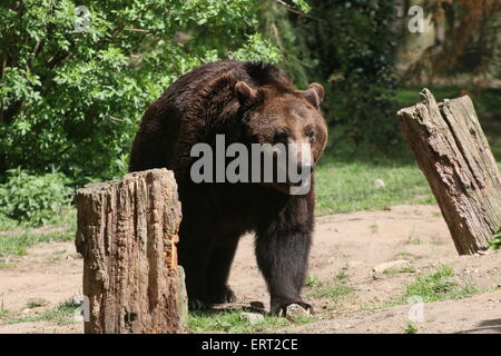 Männlichen europäischen Braunbären Wandern Stockfoto