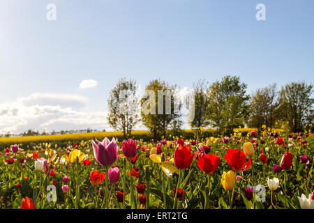 Bunte Tulpen Blumen auf dem Feld mit einem blauen Himmel Stockfoto