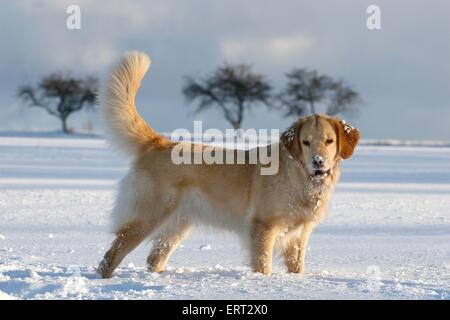 Golden Retriever im Schnee Stockfoto