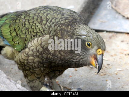 Reife Vogel in Neuseeland Kea (Nestor Notabilis), Gefangener Vogel im Artis Zoo Amsterdam Stockfoto