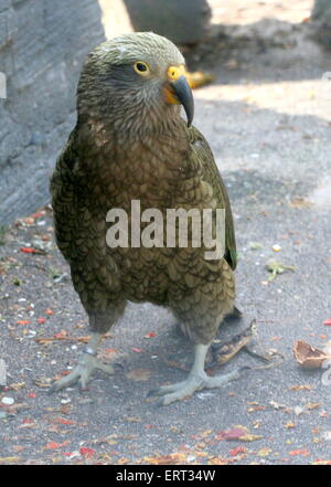 Reife Vogel in Neuseeland Kea (Nestor Notabilis) Stockfoto