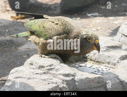 Reifen Sie Vogel Neuseeland Kea (Nestor Notabilis). Gefangener Vogel, genommen in Amsterdam Artis Zoo, Niederlande Stockfoto