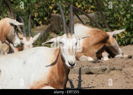 Gruppe von Sahara Krummsäbel Oryx oder Scimitar-gehörnte Oryxes (Oryx Dammah) in Amsterdam Artis Zoo (in freier Wildbahn ausgestorben) Stockfoto