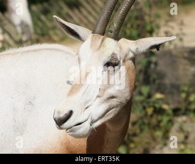 Sahara Krummsäbel Oryx oder Scimitar-horned Oryx (Oryx Dammah) in Amsterdam Artis Zoo (in freier Wildbahn ausgestorben) Stockfoto