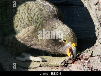 Reife Vogel in Neuseeland Kea (Nestor Notabilis) Stockfoto