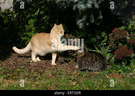 Hauskatze Stockfoto