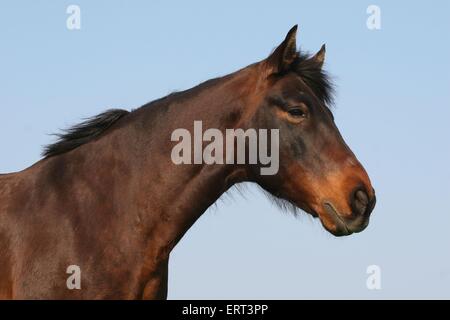 Kruppe Marchador Stockfoto