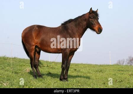 Kruppe Marchador Stockfoto