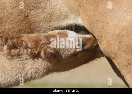 Islandpferd Fohlen saugen Stockfoto