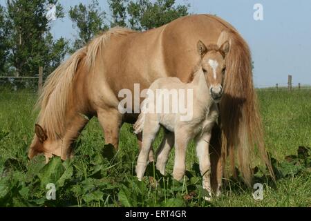 Islandpferde Stockfoto