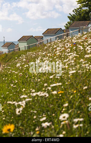 Wildblumen und Strandhütten in Alum Chine, Bournemouth, Dorset, Großbritannien im Juni Stockfoto