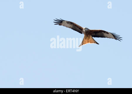 Rotmilan soaring vor Hintergrund des blauen Himmels Stockfoto