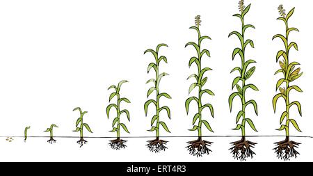 Mais-Entwicklung Diagramm. Stadien des Wachstums Stock Vektor