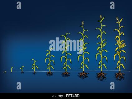 Mais-Entwicklung Diagramm. Stadien des Wachstums Stock Vektor