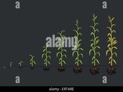 Mais-Entwicklung Diagramm. Stadien des Wachstums Stock Vektor