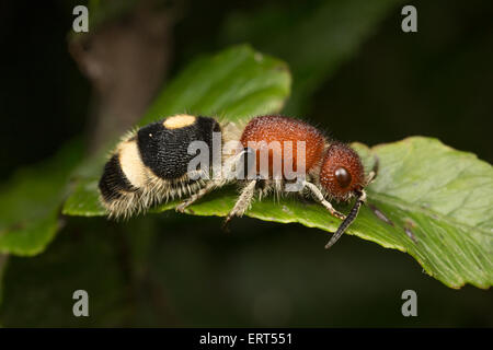 Die Mutillidae sind eine Familie von mehr als 3000 Arten von Wespen, deren flügellosen Weibchen große, haarige Ameisen ähneln. Stockfoto