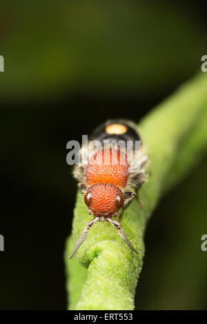 Die Mutillidae sind eine Familie von mehr als 3000 Arten von Wespen, deren flügellosen Weibchen große, haarige Ameisen ähneln.  Ihre hellen Stockfoto