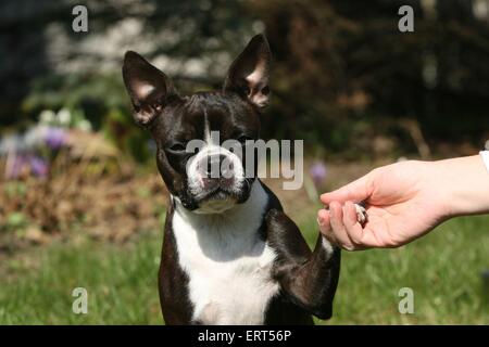 Boston Terrier mit Pfote Stockfoto