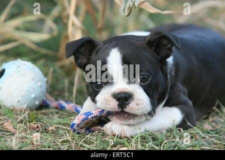 Boston Terrier Welpen Stockfoto