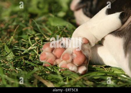 Boston Terrier Welpen Stockfoto