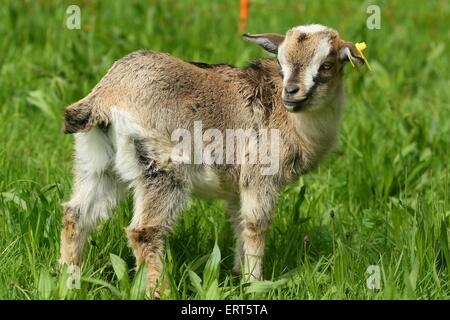 Ziege Stockfoto