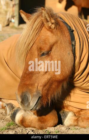 Islandpferd Stockfoto