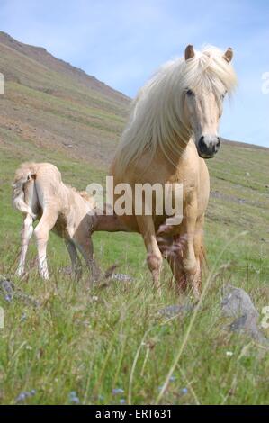 Islandpferde Stockfoto