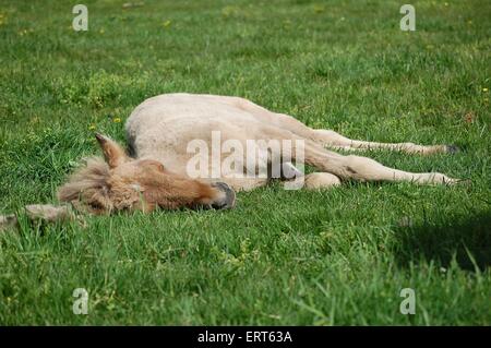 Islandpferd Fohlen Stockfoto