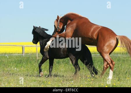 2 Ponys Stockfoto