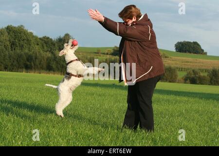 Foxterrier springen Stockfoto