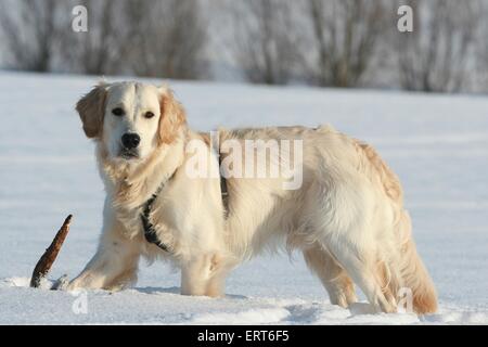 Golden Retriever im Schnee Stockfoto