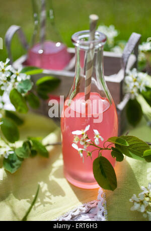 Hausgemachten Saft aus frischem Rhabarber Stockfoto