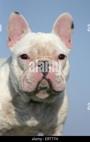 französische Bulldogge-Porträt Stockfoto