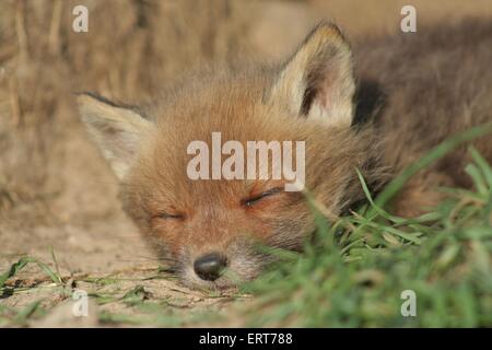 junger Rotfuchs Stockfoto