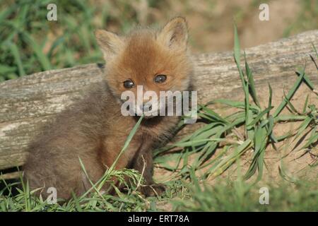 junger Rotfuchs Stockfoto