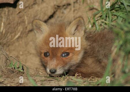 junger Rotfuchs Stockfoto