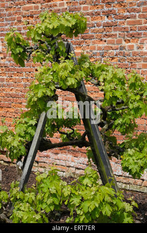 Outdoor-Weinrebe Unterstützung in ummauerten Garten, Norfolk, england Stockfoto