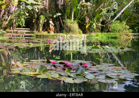 Friar Leandro Sees Botanischer Garten Rio De Janeiro Brasilien Stockfoto