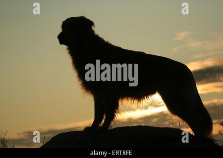 Golden Retriever im Abendlicht Stockfoto