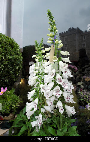 Weiß Fingerhut Digitalis purpurea Alba in Forbesfield Blumengeschäft Fenster im Juni in der Nähe von Cardiff Castle Cardiff Wales UK KATHY DEWITT Stockfoto