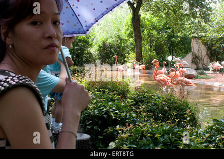 Flamingos. Shanghai Zoo ist der größte zoologische Garten in Changning District in der chinesischen Stadt Shanghai. Nach Hälfte ein centur Stockfoto