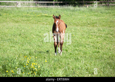 eine junge braune Holsteiner Fohlen stehen auf einer Weide in der Sonne Stockfoto