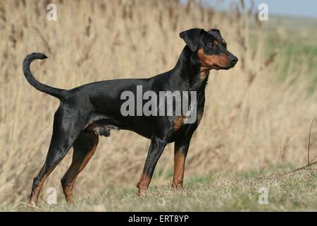 stehende Deutsche Pinscher Stockfoto