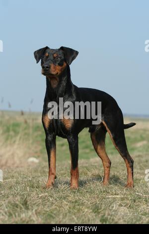 stehende Deutsche Pinscher Stockfoto