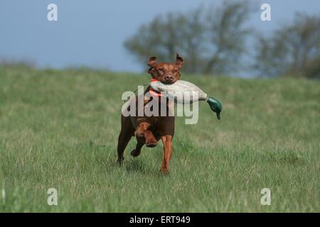 Magyar Vizsla Stockfoto
