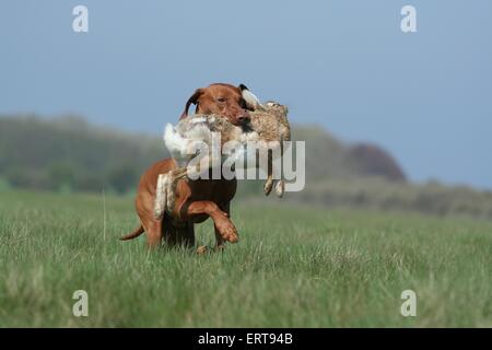 Kaninchen-Jagd-training Stockfoto