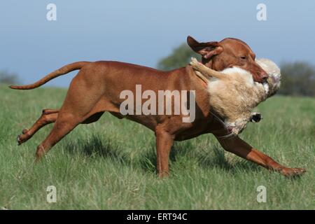 Kaninchen-Jagd-training Stockfoto