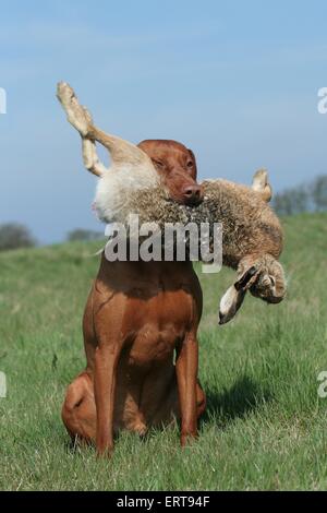 Kaninchen-Jagd-training Stockfoto